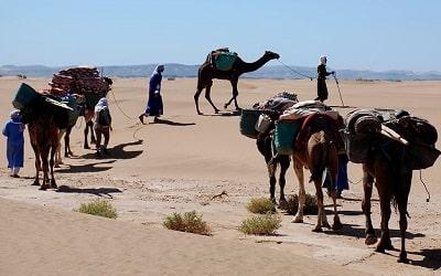 Morocco camel trekking